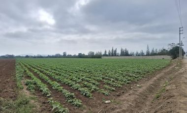 Terreno en Venta 1.5 hectáreas en Quilmaná - Cañete