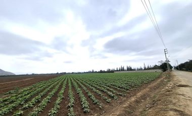 Terreno en Venta 1.5 hectáreas en Quilmaná - Cañete