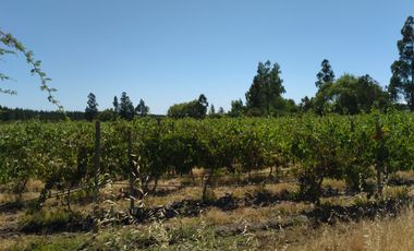 22,7 HA CON BORDE DE RÍO, BUENOS ACCESOS, CAUQUENES, VII R