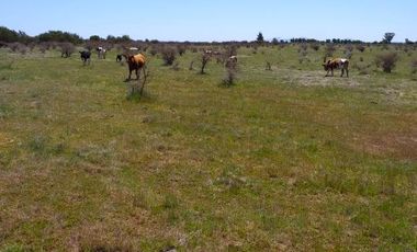 22,7 HA CON BORDE DE RÍO, BUENOS ACCESOS, CAUQUENES, VII R