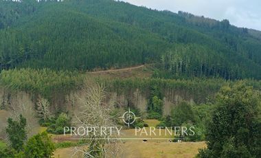 ¡Oportunidad en Panguipulli!  Campo 43 Hectáreas  Sector Dollinco Tayos Bajos
