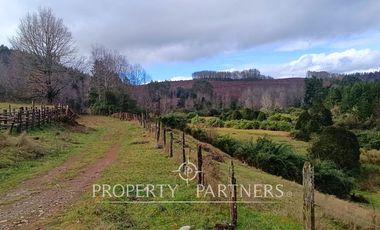 ¡Oportunidad en Panguipulli!  Campo 43 Hectáreas  Sector Dollinco Tayos Bajos