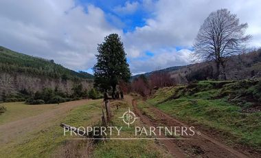 ¡Oportunidad en Panguipulli!  Campo 43 Hectáreas  Sector Dollinco Tayos Bajos