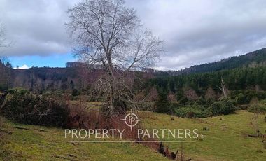 ¡Oportunidad en Panguipulli!  Campo 43 Hectáreas  Sector Dollinco Tayos Bajos