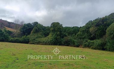 ¡Oportunidad en Panguipulli!  Campo 43 Hectáreas  Sector Dollinco Tayos Bajos