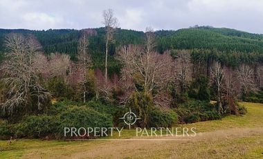 ¡Oportunidad en Panguipulli!  Campo 43 Hectáreas  Sector Dollinco Tayos Bajos