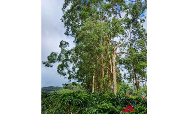 Finca mixta en Santuario Risaralda