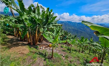 Finca mixta en Santuario Risaralda