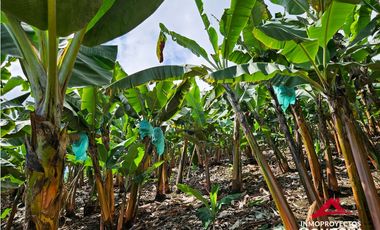 Finca mixta en Santuario Risaralda