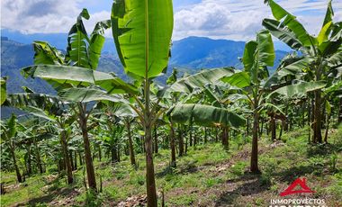 Finca mixta en Santuario Risaralda
