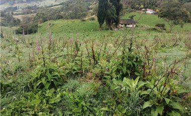 SE VENDE FINCA DE PRODUCCIÓN ALTO DEL AGUILA