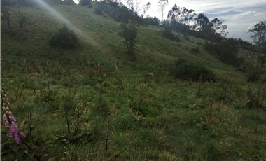 SE VENDE FINCA DE PRODUCCIÓN ALTO DEL AGUILA