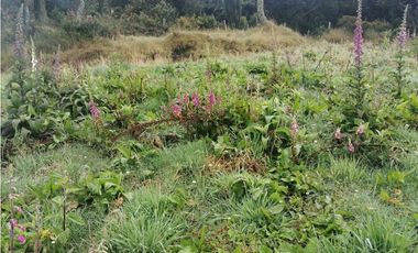 SE VENDE FINCA DE PRODUCCIÓN ALTO DEL AGUILA