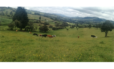 HERMOSA FINCA VEREDA SECTOR SAN ISIDRO ZIPAQUIR