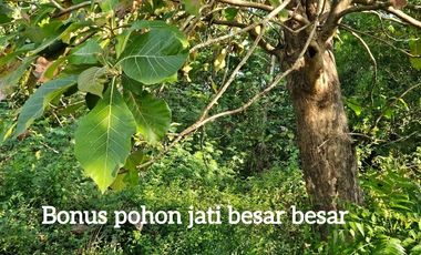 Termurah tanah plot gudang dawar mojokerto