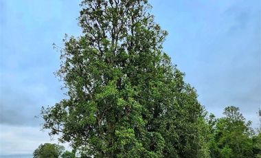 Parcela en Venta en Sector Trolinco, La Unión