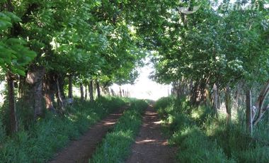 Parcela en Venta en Sector Cayurruca