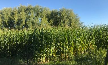 Agrícola en Venta en Longavi