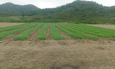 ¡Oportunidad de Inversión Agrícola! Finca en Venta – 114 Hectáreas Productivas