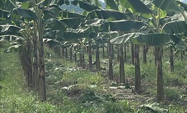 ¡Oportunidad de Inversión Agrícola! Finca en Venta – 114 Hectáreas Productivas