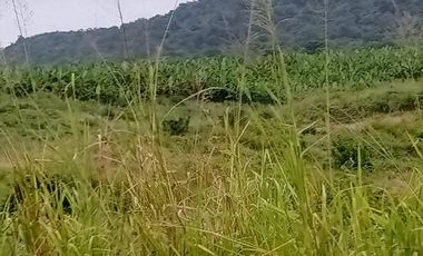 ¡Oportunidad de Inversión Agrícola! Finca en Venta – 114 Hectáreas Productivas