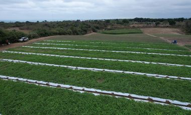 ¡Oportunidad de Inversión Agrícola! Finca en Venta – 114 Hectáreas Productivas