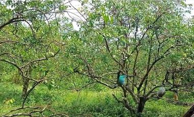 Di Jual Tanah Dan Bangunan Rumah Clasic 3362 m2 di Blitar