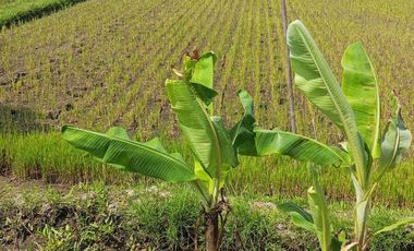 Tanah dijual di Wedi, Klaten, Jawa Tengah