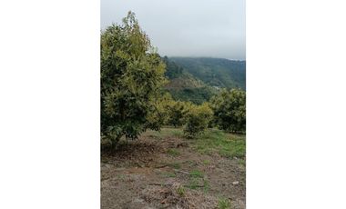 Venta Finca en Pijao. Quindío - Colombia COD: 9360612