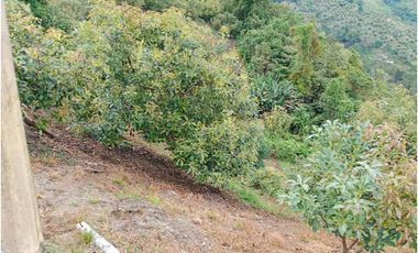 Venta Finca en Pijao. Quindío - Colombia COD: 9360612