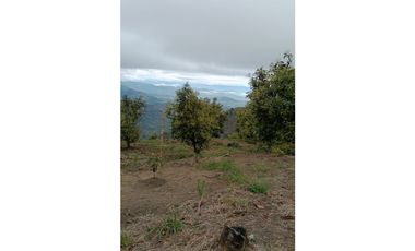Venta Finca en Pijao. Quindío - Colombia COD: 9360612