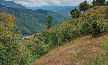 Venta Finca en Pijao. Quindío - Colombia COD: 9360612