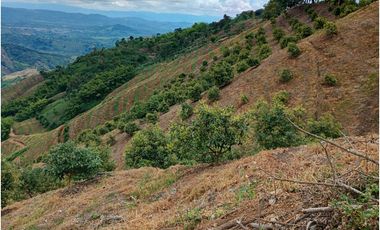 Venta Finca en Pijao. Quindío - Colombia COD: 9360612
