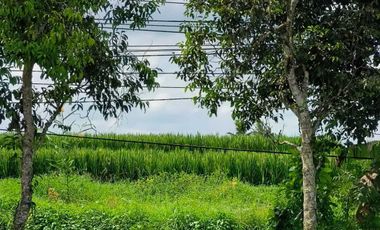 TANAH PINGGIR JALAN UTAMA  VIEW SAWAH & POHON KELAPA DI BLAHKIUH