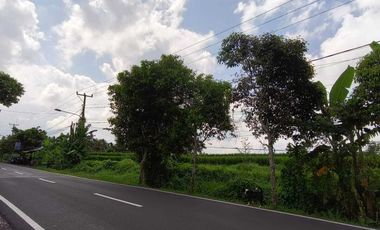TANAH PINGGIR JALAN UTAMA  VIEW SAWAH & POHON KELAPA DI BLAHKIUH