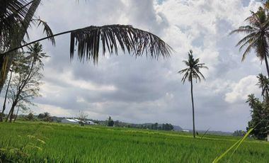 TANAH PINGGIR JALAN UTAMA  VIEW SAWAH & POHON KELAPA DI BLAHKIUH