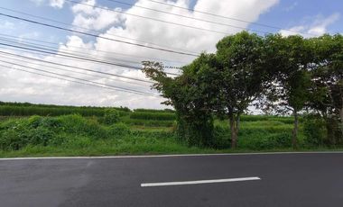 TANAH PINGGIR JALAN UTAMA  VIEW SAWAH & POHON KELAPA DI BLAHKIUH