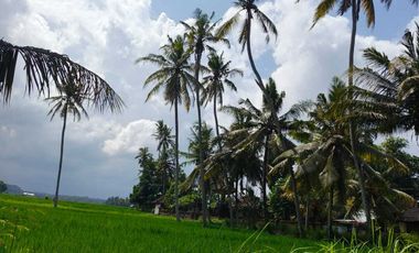 TANAH PINGGIR JALAN UTAMA  VIEW SAWAH & POHON KELAPA DI BLAHKIUH