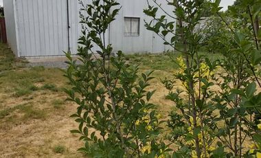 Cancha de Almendro  -  Coltauco