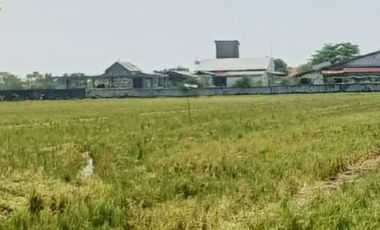 Tanah Sawah Pertanian Produktif Ketapang Kendal