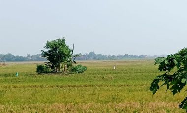 Tanah Sawah Pertanian Produktif Ketapang Kendal