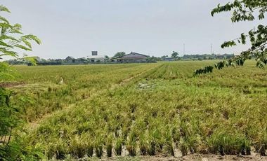 Tanah Sawah Pertanian Produktif Ketapang Kendal