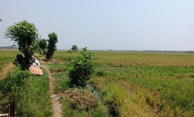 Tanah Sawah Pertanian Produktif Ketapang Kendal