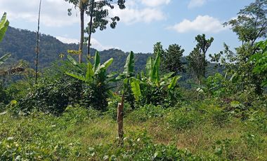 Dijual tanah murah,lokasi di Jatimulyo,girimulyo