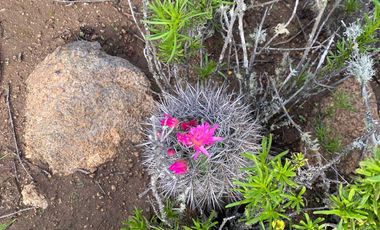 Parcela en venta  en COQUIMBO