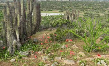 Parcela en venta  en COQUIMBO