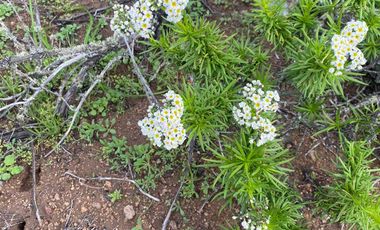 Parcela en venta  en COQUIMBO