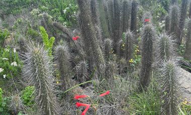 Parcela en venta  en COQUIMBO