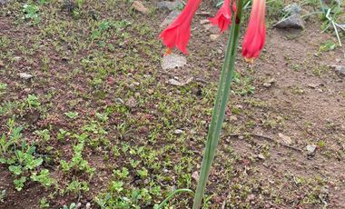 Parcela en venta  en COQUIMBO