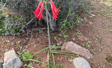 Parcela en venta  en COQUIMBO